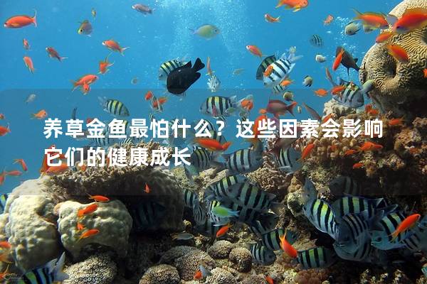 养草金鱼最怕什么？这些因素会影响它们的健康成长