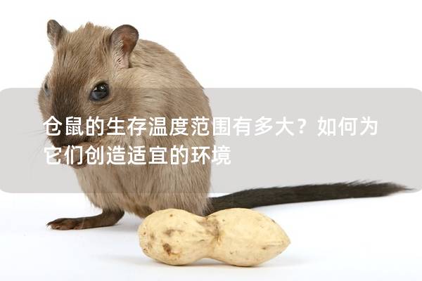 仓鼠的生存温度范围有多大？如何为它们创造适宜的环境