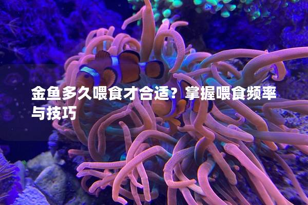 金鱼多久喂食才合适？掌握喂食频率与技巧