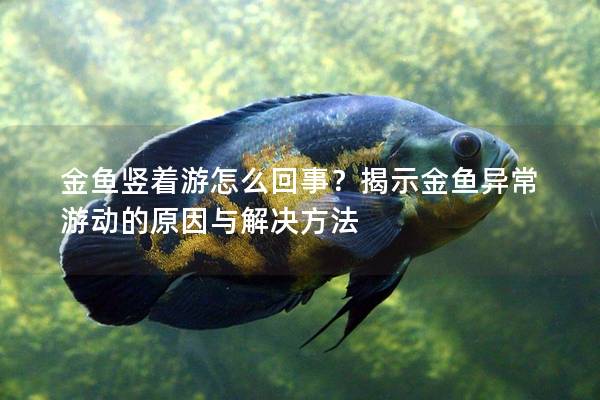 金鱼竖着游怎么回事？揭示金鱼异常游动的原因与解决方法