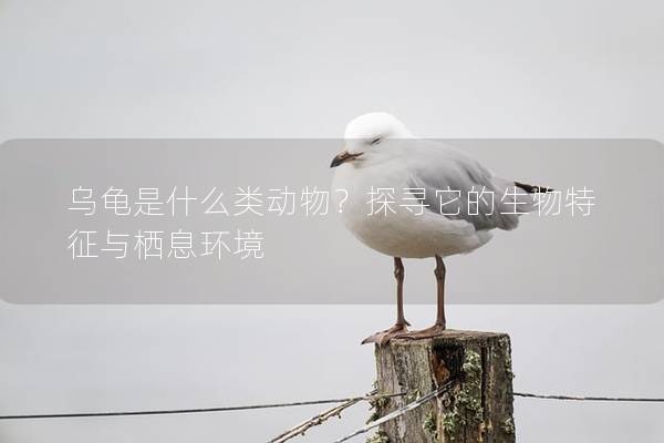 乌龟是什么类动物？探寻它的生物特征与栖息环境