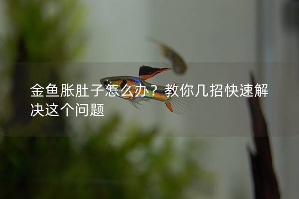 金鱼胀肚子怎么办？教你几招快速解决这个问题