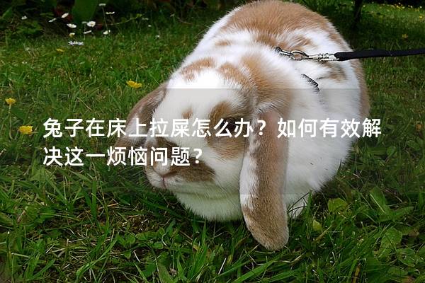 兔子在床上拉屎怎么办？如何有效解决这一烦恼问题？