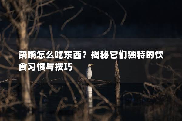 鹦鹉怎么吃东西？揭秘它们独特的饮食习惯与技巧