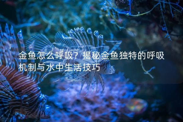 金鱼怎么呼吸？揭秘金鱼独特的呼吸机制与水中生活技巧