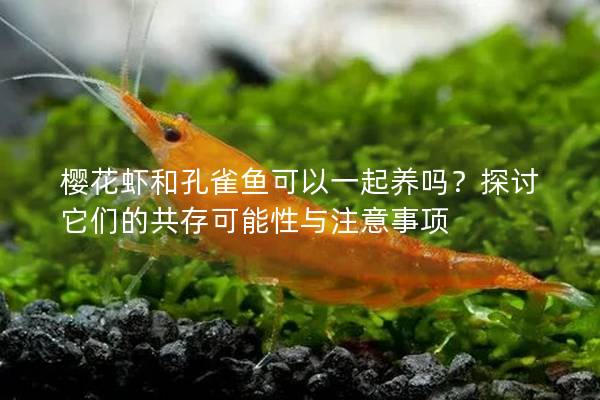 樱花虾和孔雀鱼可以一起养吗？探讨它们的共存可能性与注意事项