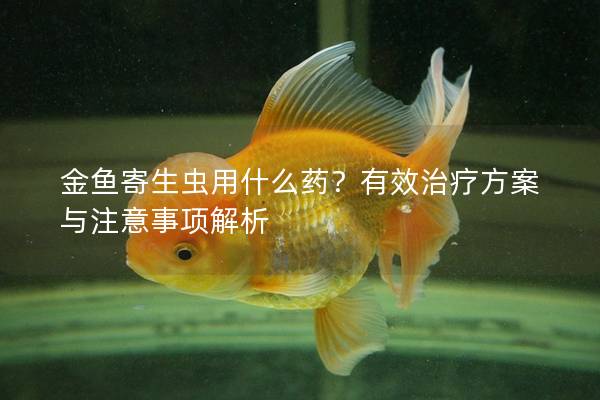 金鱼寄生虫用什么药？有效治疗方案与注意事项解析