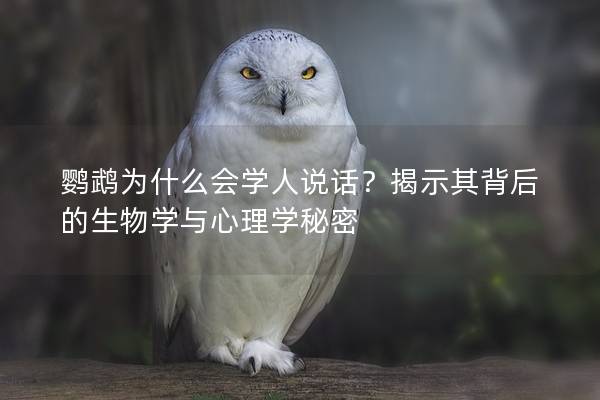 鹦鹉为什么会学人说话？揭示其背后的生物学与心理学秘密