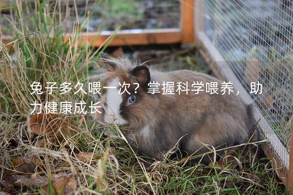 兔子多久喂一次？掌握科学喂养，助力健康成长