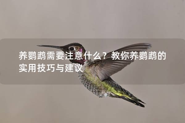 养鹦鹉需要注意什么？教你养鹦鹉的实用技巧与建议