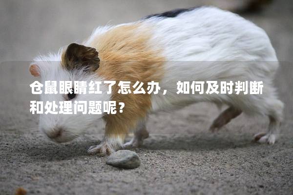 仓鼠眼睛红了怎么办，如何及时判断和处理问题呢？