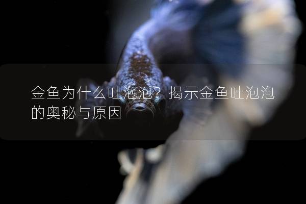 金鱼为什么吐泡泡？揭示金鱼吐泡泡的奥秘与原因