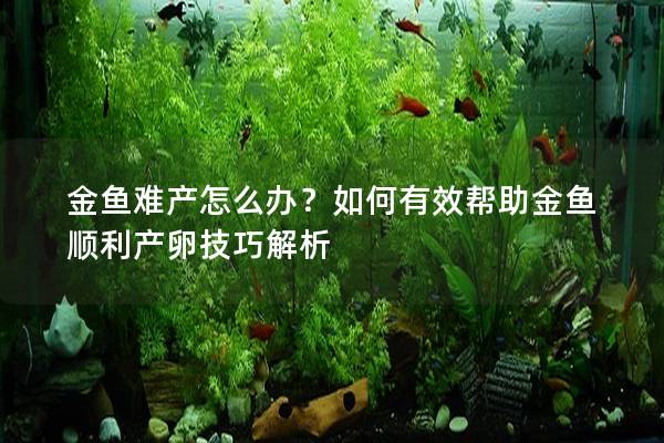 金鱼难产怎么办？如何有效帮助金鱼顺利产卵技巧解析