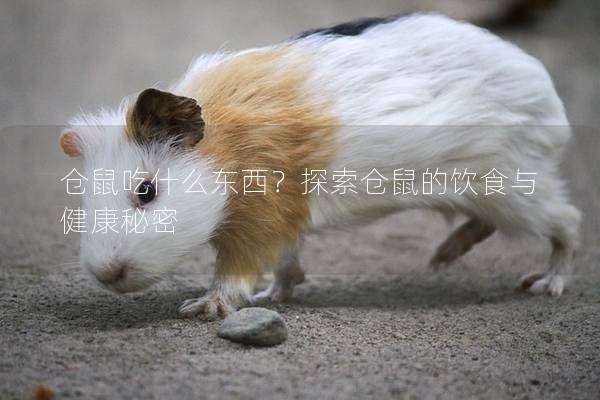 仓鼠吃什么东西？探索仓鼠的饮食与健康秘密