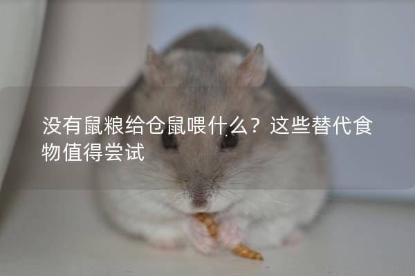 没有鼠粮给仓鼠喂什么？这些替代食物值得尝试