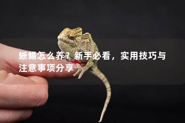 蜥蜴怎么养？新手必看，实用技巧与注意事项分享