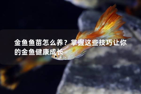 金鱼鱼苗怎么养？掌握这些技巧让你的金鱼健康成长