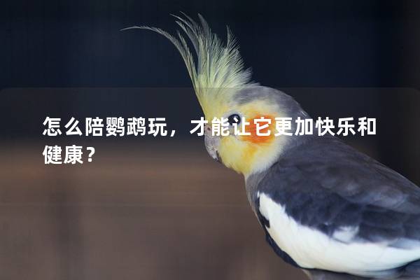 怎么陪鹦鹉玩，才能让它更加快乐和健康？