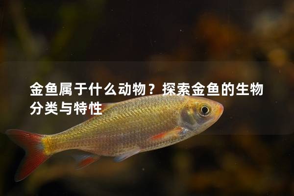 金鱼属于什么动物？探索金鱼的生物分类与特性