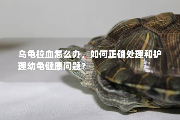 乌龟拉血怎么办，如何正确处理和护理幼龟健康问题？