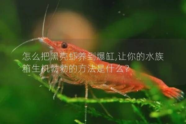 怎么把黑壳虾养到爆缸,让你的水族箱生机勃勃的方法是什么？