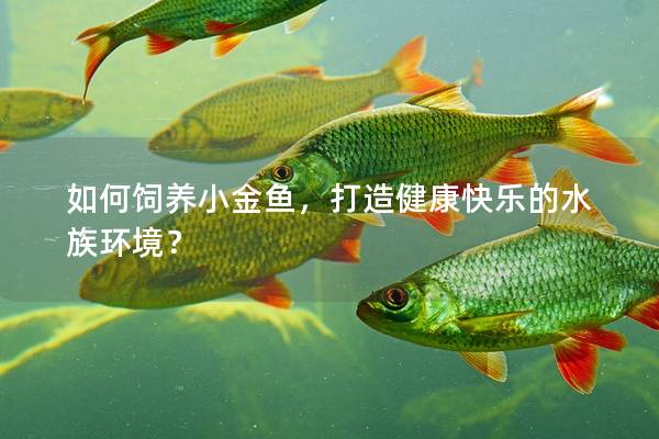 如何饲养小金鱼，打造健康快乐的水族环境？