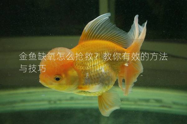 金鱼缺氧怎么抢救？教你有效的方法与技巧