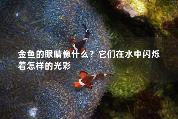 金鱼的眼睛像什么？它们在水中闪烁着怎样的光彩