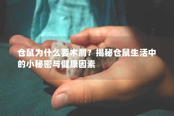 仓鼠为什么要木屑？揭秘仓鼠生活中的小秘密与健康因素