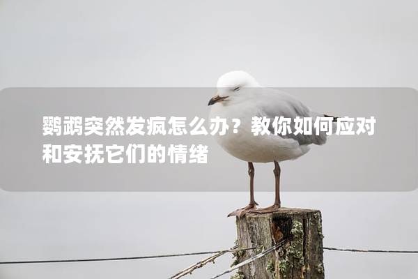 鹦鹉突然发疯怎么办？教你如何应对和安抚它们的情绪