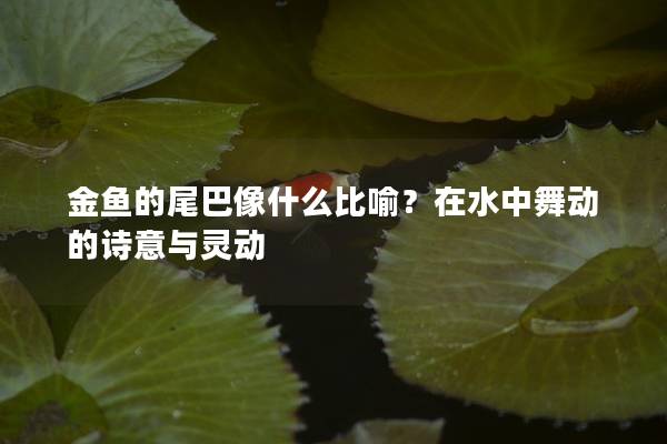 金鱼的尾巴像什么比喻？在水中舞动的诗意与灵动