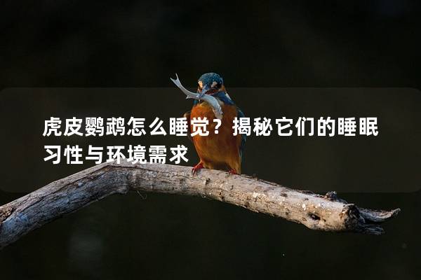 虎皮鹦鹉怎么睡觉？揭秘它们的睡眠习性与环境需求