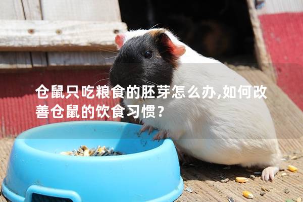 仓鼠只吃粮食的胚芽怎么办,如何改善仓鼠的饮食习惯？