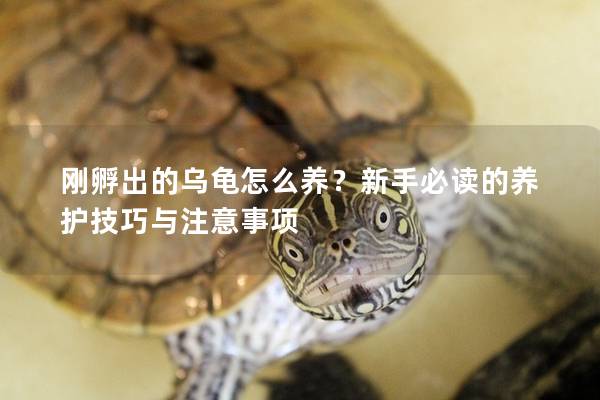 刚孵出的乌龟怎么养？新手必读的养护技巧与注意事项