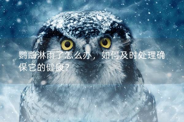 鹦鹉淋雨了怎么办，如何及时处理确保它的健康？