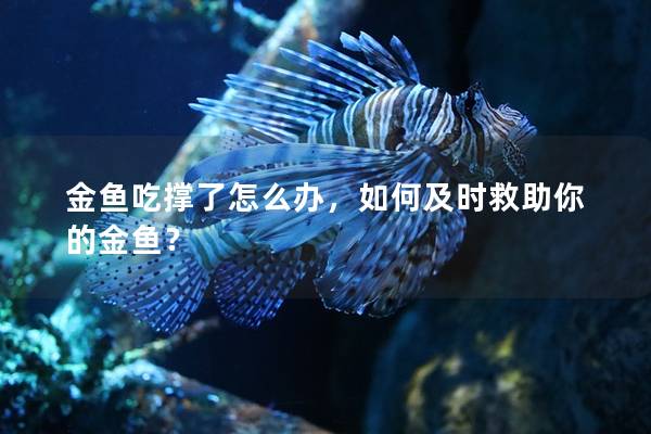 金鱼吃撑了怎么办，如何及时救助你的金鱼？