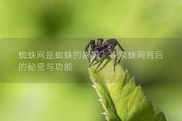 蜘蛛网是蜘蛛的家吗？探索蛛网背后的秘密与功能