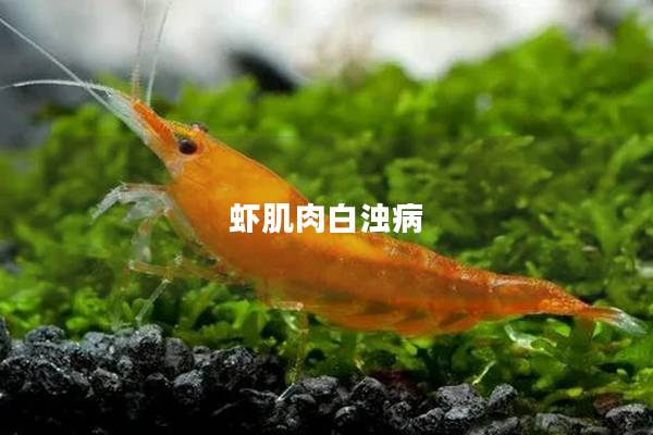 虾肌肉白浊病