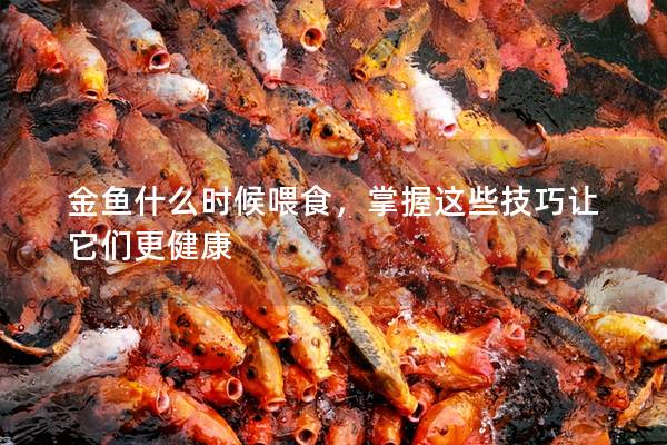 金鱼什么时候喂食，掌握这些技巧让它们更健康