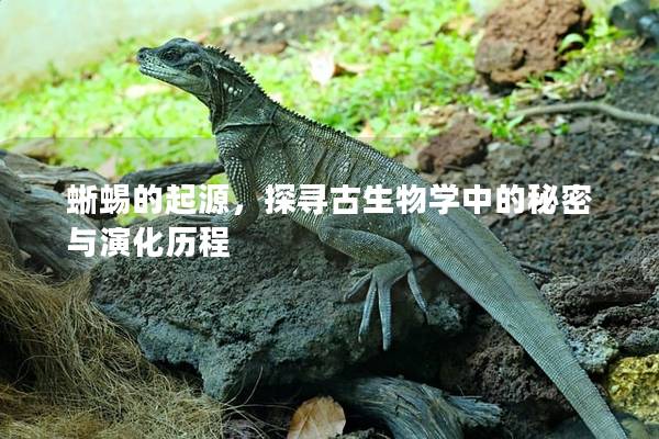 蜥蜴的起源，探寻古生物学中的秘密与演化历程