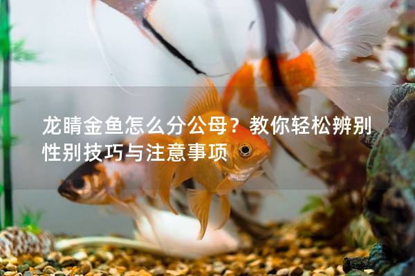 龙睛金鱼怎么分公母？教你轻松辨别性别技巧与注意事项