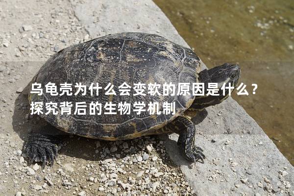 乌龟壳为什么会变软的原因是什么？探究背后的生物学机制