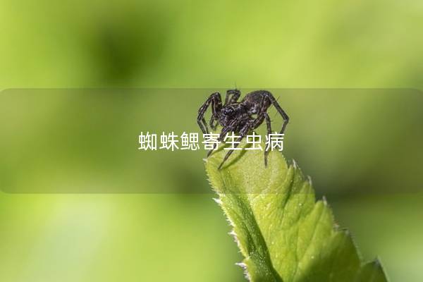 蜘蛛鳃寄生虫病