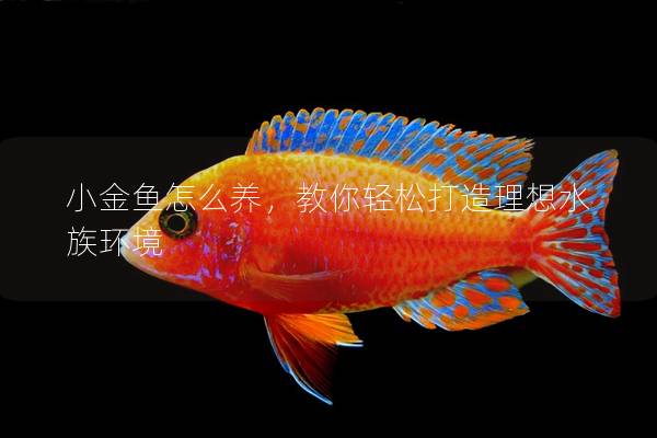 小金鱼怎么养，教你轻松打造理想水族环境