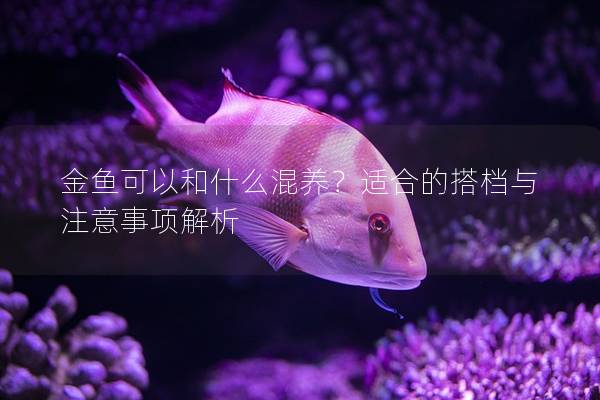 金鱼可以和什么混养？适合的搭档与注意事项解析