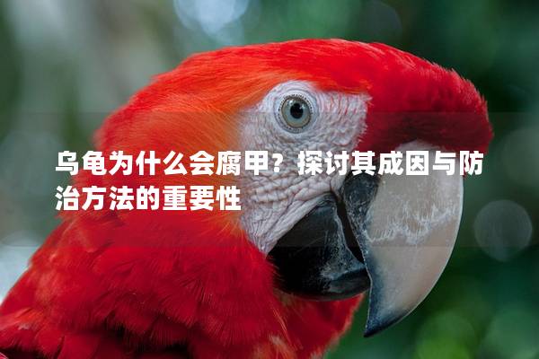 乌龟为什么会腐甲？探讨其成因与防治方法的重要性