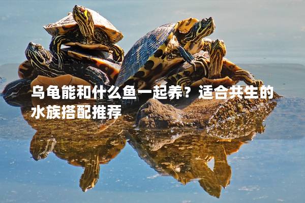 乌龟能和什么鱼一起养？适合共生的水族搭配推荐