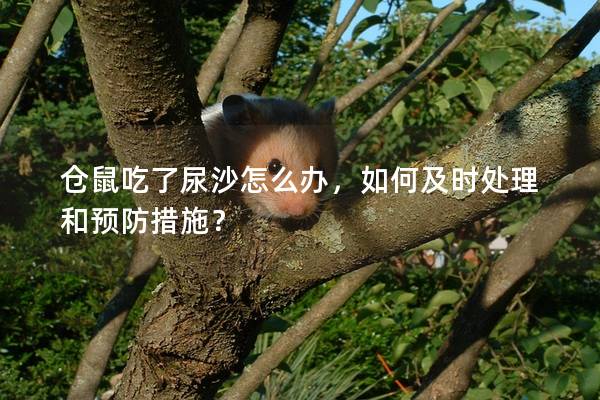 仓鼠吃了尿沙怎么办，如何及时处理和预防措施？