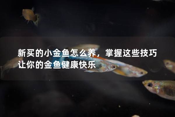 新买的小金鱼怎么养，掌握这些技巧让你的金鱼健康快乐