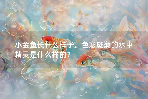 小金鱼长什么样子，色彩斑斓的水中精灵是什么样的？